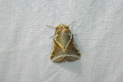 Habrosyne pyritoides