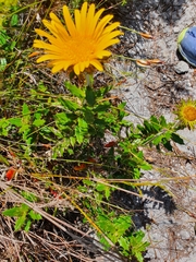 Berkheya barbata