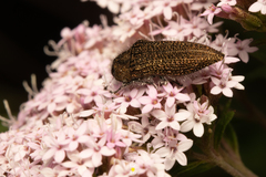 Acmaeodera cuprina