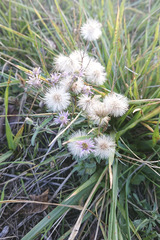 Erigeron acris acris