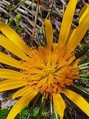 Berkheya barbata
