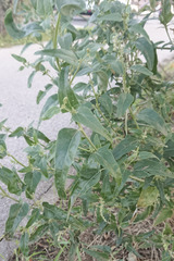 Atriplex micrantha