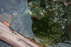 Ulva