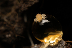 Acariformes