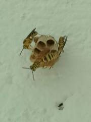 Mischocyttarus basimacula