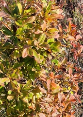 Berberis vulgaris