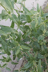 Atriplex micrantha