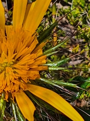 Berkheya barbata