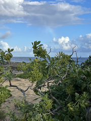 Heliotropium arboreum