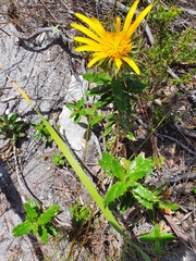 Berkheya barbata