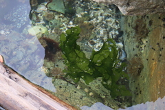 Ulva