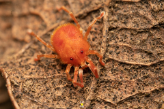 Erythraeidae