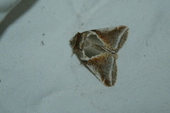 Habrosyne pyritoides