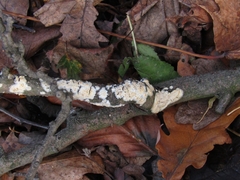 Basidioradulum radula