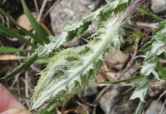 Cirsium osterhoutii