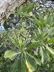 Heliotropium arboreum