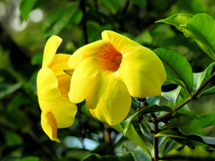 Allamanda cathartica