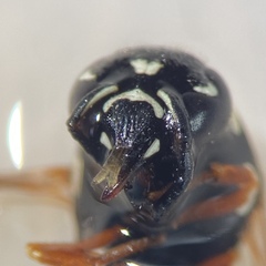 Stenodynerus toas