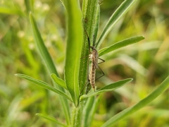 Tipula pagana