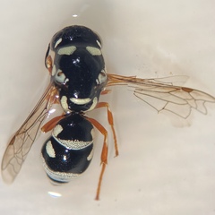 Stenodynerus toas