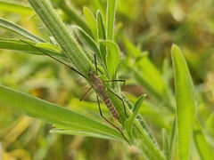 Tipula pagana