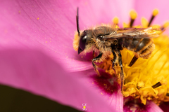 Osmia azteca