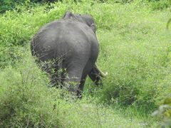 Elephas maximus