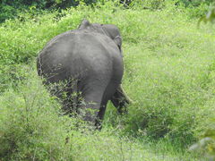 Elephas maximus