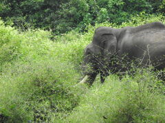 Elephas maximus