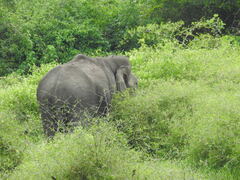 Elephas maximus