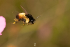 Bombus ephippiatus