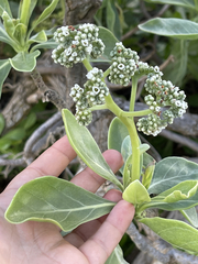 Heliotropium arboreum