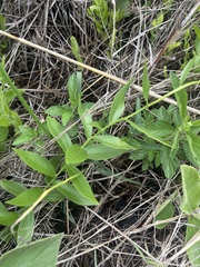 Callilepis laureola