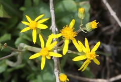 Senecio integerrimus