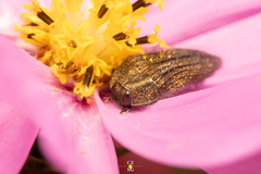Acmaeodera cuprina