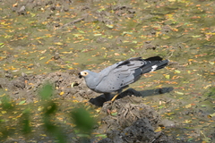 Polyboroides typus
