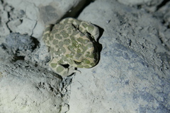 Bufotes viridis sitibundus