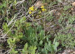 Senecio integerrimus