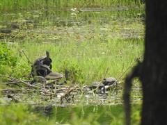 Melanochelys trijuga