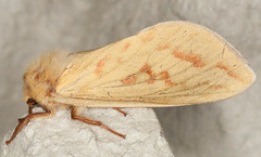 Hepialus humuli