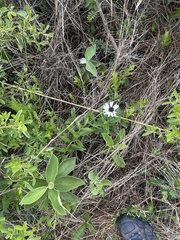 Callilepis laureola
