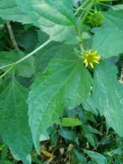 Melanthera latifolia