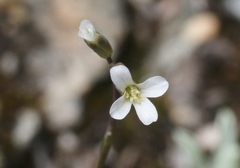 Boechera stricta