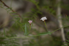 Convolvulus equitans