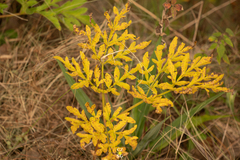Prionosciadium