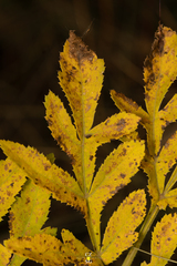 Prionosciadium