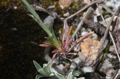Boechera stricta