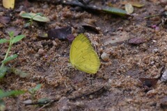 Eurema hecabe