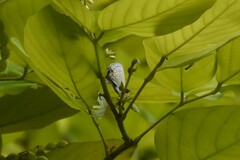 Catochrysops panormus