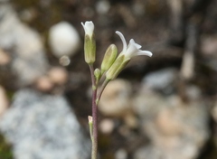Boechera stricta